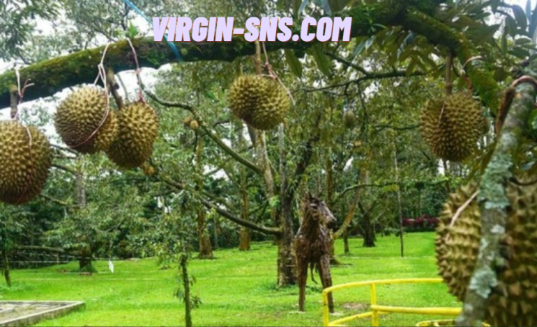 Durian Musang King Raja Buah Terpopuler di Dunia