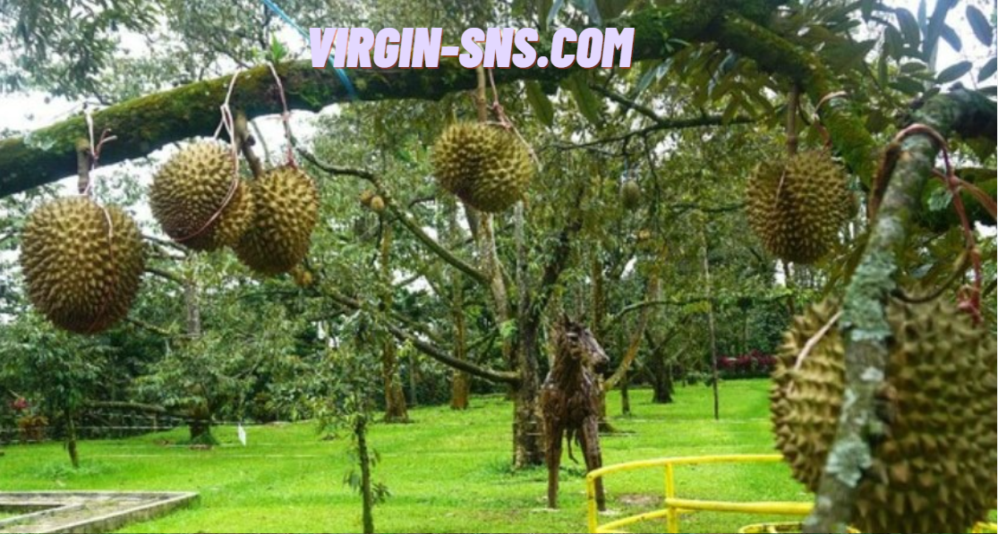 Durian Musang King Raja Buah Terpopuler di Dunia