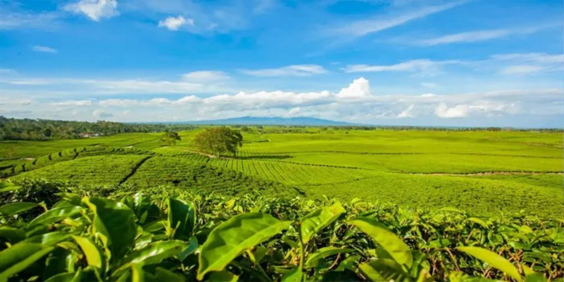 Teh Sidamanik Khas Siantar Sumatera Utara