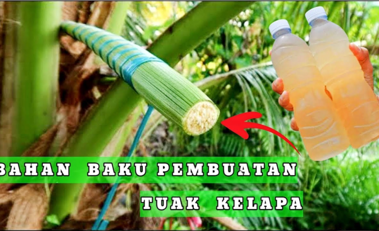 Tuak Minuman Khas Tradisional Nusantara
