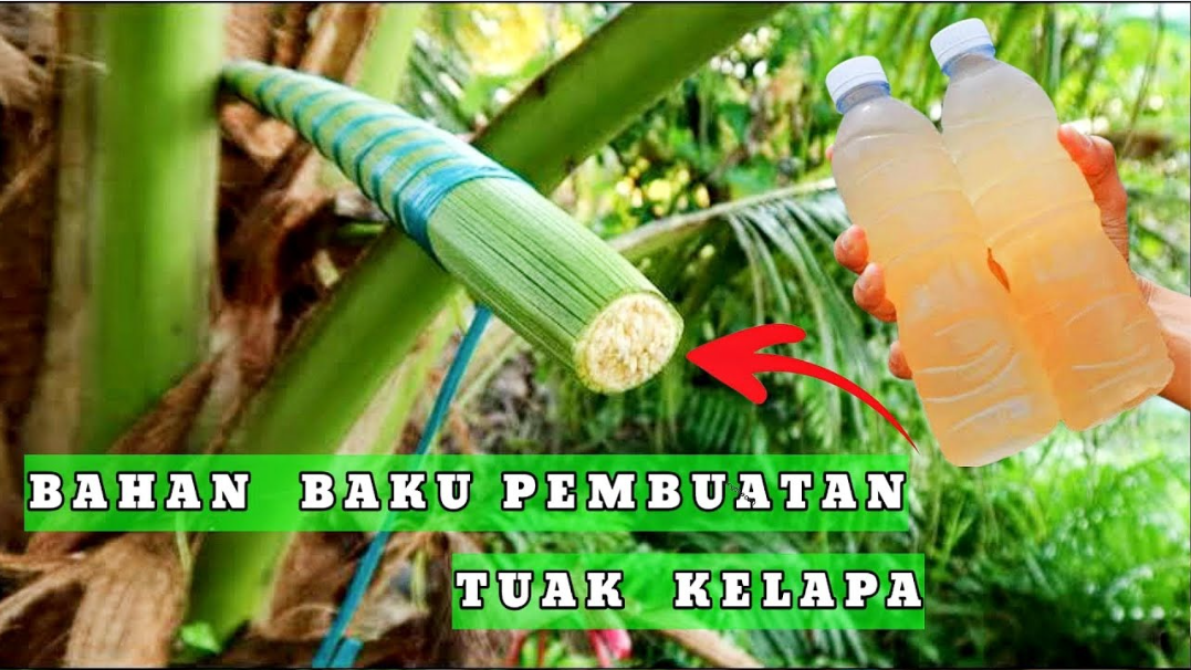 Tuak Minuman Khas Tradisional Nusantara